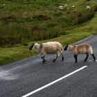 Attention Sheep crossing