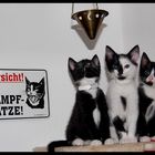 Attention! three black (fighting) cat(s)