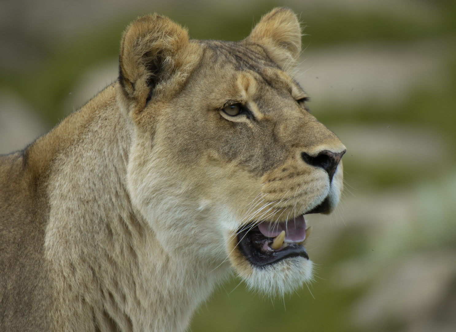 Attentive 2 (Panthera leo, lion d'Afrique)