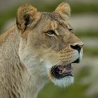 Attentive 2 (Panthera leo, lion d'Afrique)