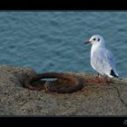 Attentive, au retour des pêcheurs