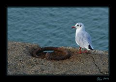 Attentive, au retour des pêcheurs