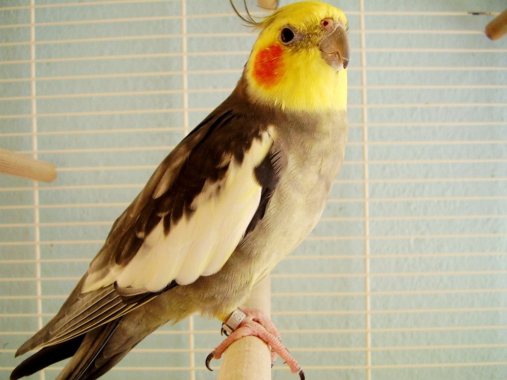 Attentive Cockatiel