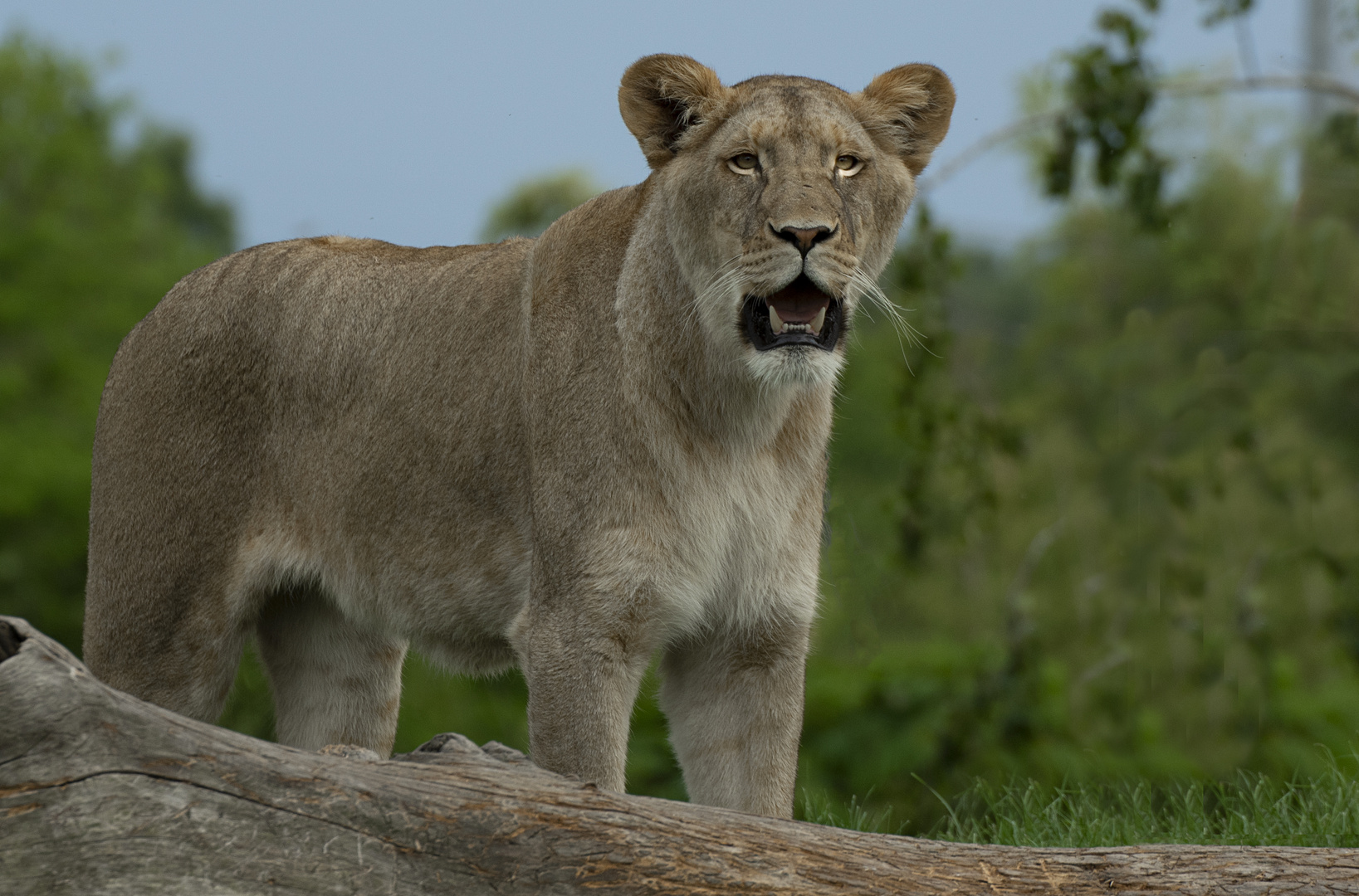 Attentive ! (Panthera leo leo, lion d'Afrique)