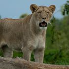 Attentive ! (Panthera leo leo, lion d'Afrique)