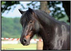 attentive pony