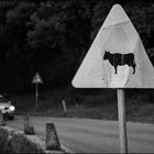 Attentive to wandering cows