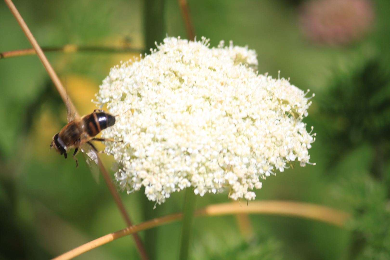 atterissage d'une abeille ;)