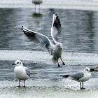 Attérissage d'une mouette sur lac gelé