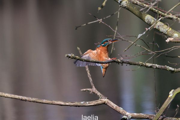 atterissage martin femelle