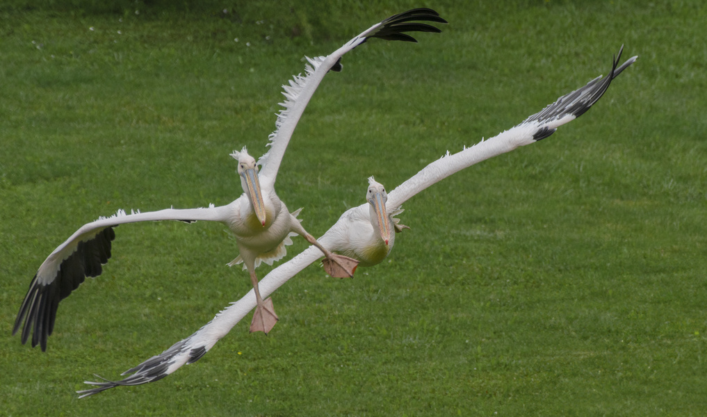 Atterrissage à deux (Pelecanus onocrotalus, pélican blanc)