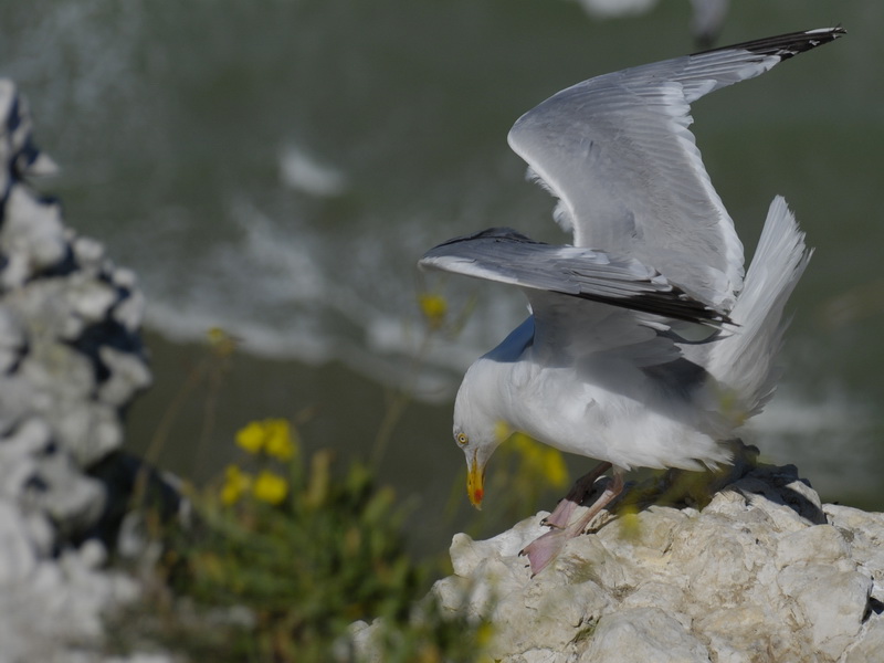 Atterrissage au Cap Blanc Nez