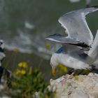 Atterrissage au Cap Blanc Nez