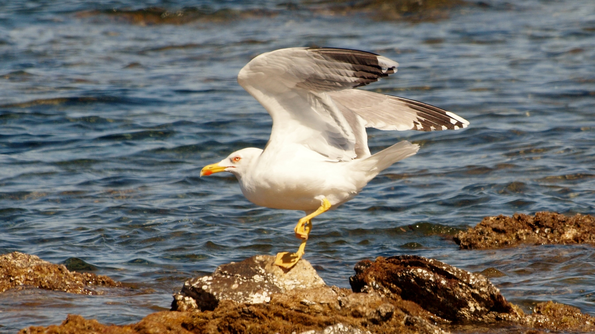 Atterrissage "delicat" d'une mouette en Sardaigne