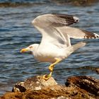 Atterrissage "delicat" d'une mouette en Sardaigne