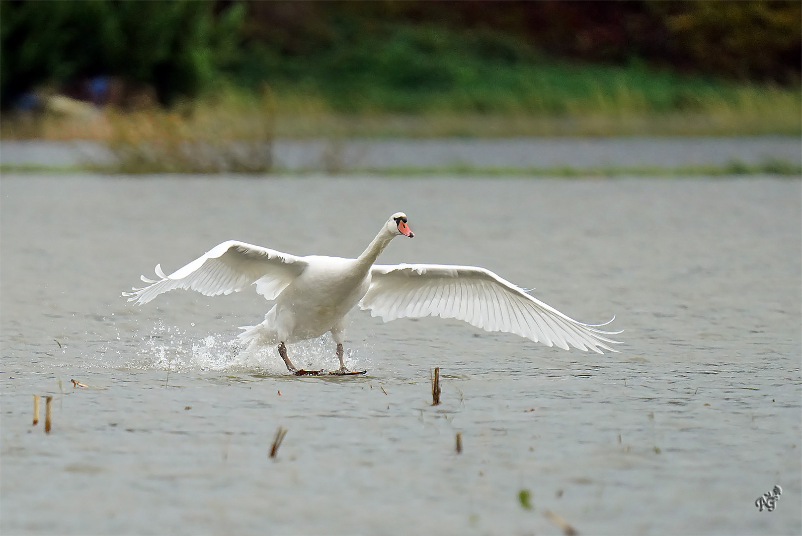 Atterrissage du cygne