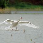 Atterrissage du cygne