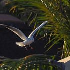 Atterrissage d’une mouette dans le soleil du soir