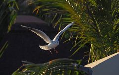 Atterrissage d’une mouette dans le soleil du soir