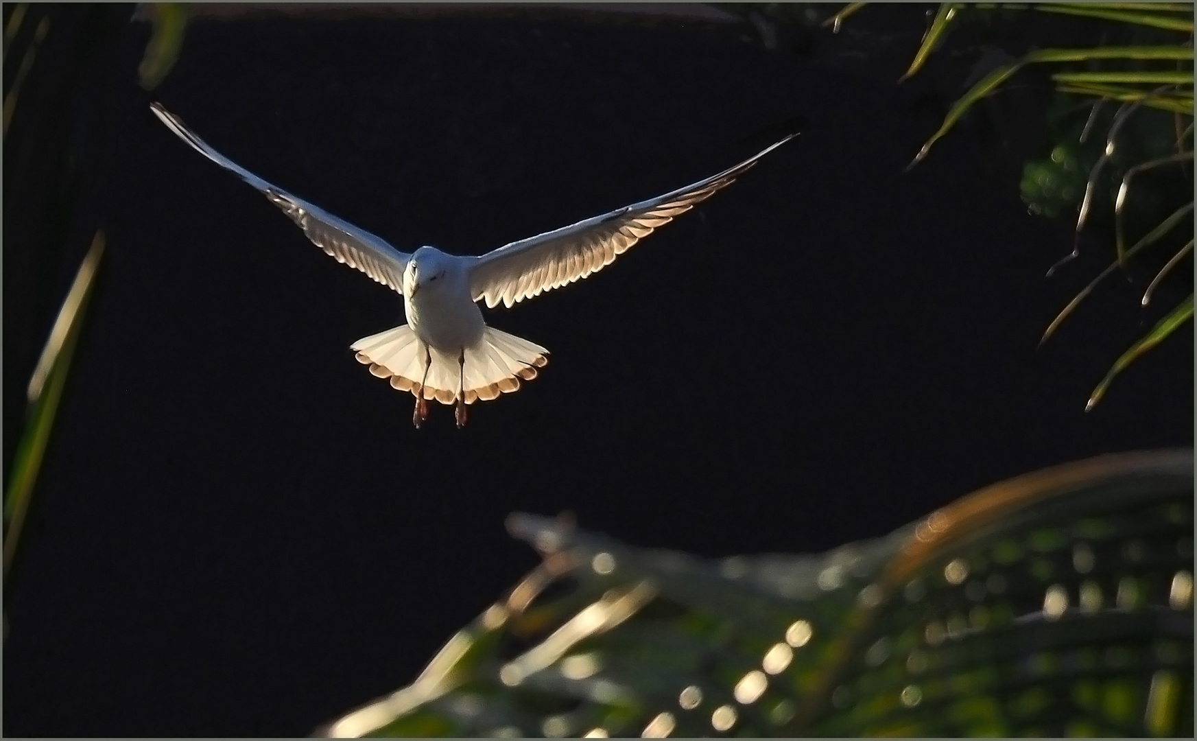 Atterrissage d’une mouette dans les derniers rayons du soleil