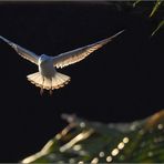 Atterrissage d’une mouette dans les derniers rayons du soleil