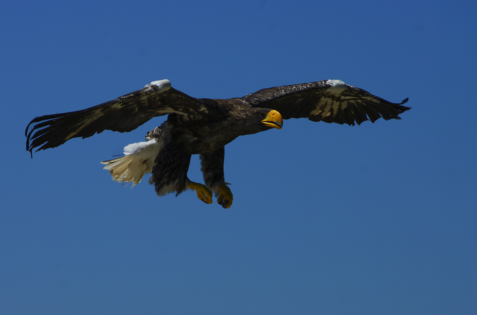 Atterrissage imminent (Haliaeetus pelagicus, pygargue de Steller)