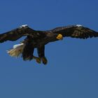 Atterrissage imminent (Haliaeetus pelagicus, pygargue de Steller)