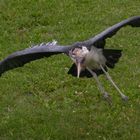 Atterrissage (Leptoptilos crumenifer, marabout d'Afrique)