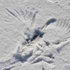 atterrissage manqué d'un canard sur un lac gelé et neigeux