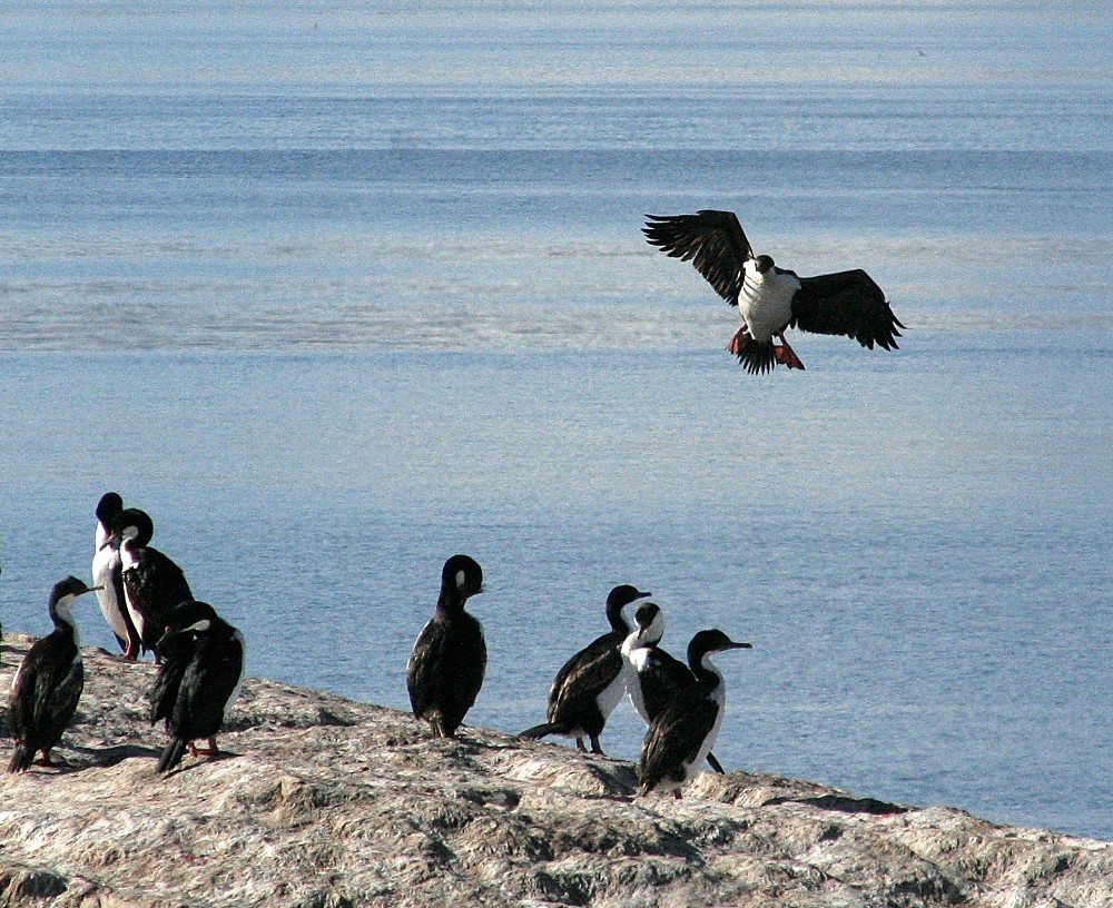 atterrissage parmi les cormorans royaux