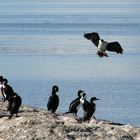 atterrissage parmi les cormorans royaux