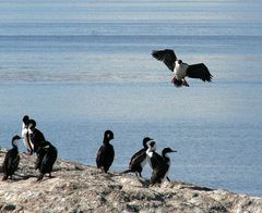 atterrissage parmi les cormorans royaux