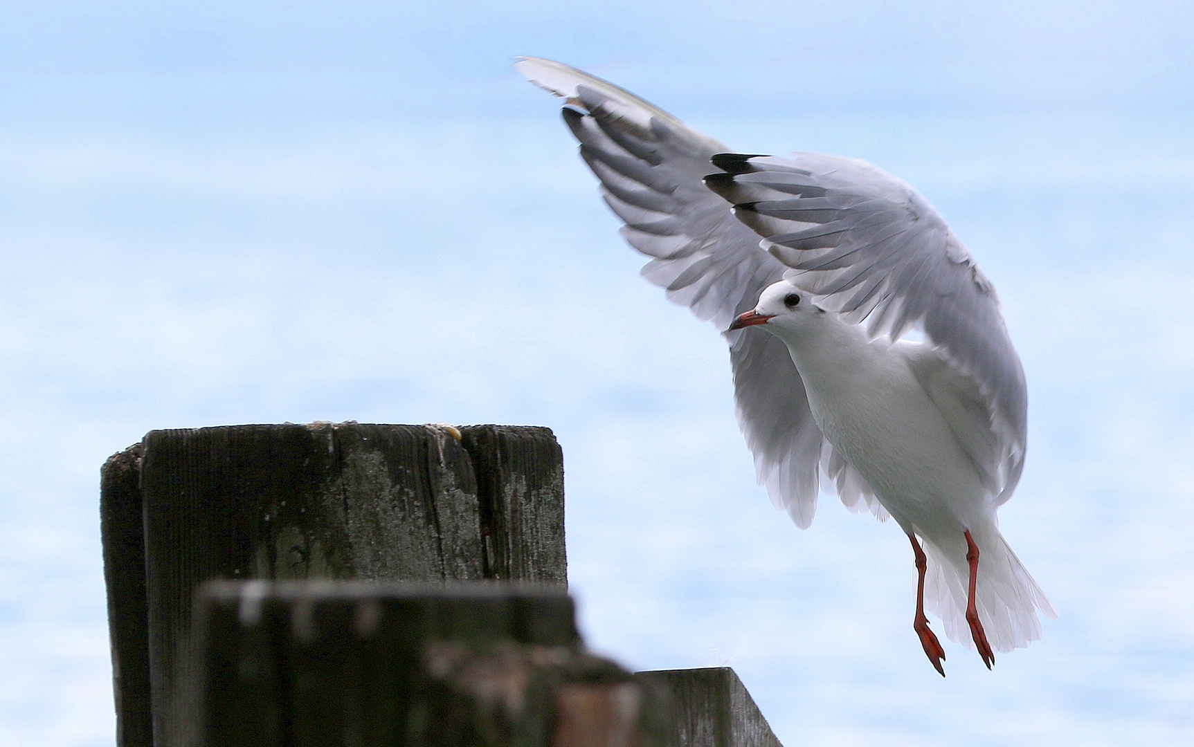 Atterrissage sur une borne d´amarrage