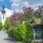 Attersee am Attersee