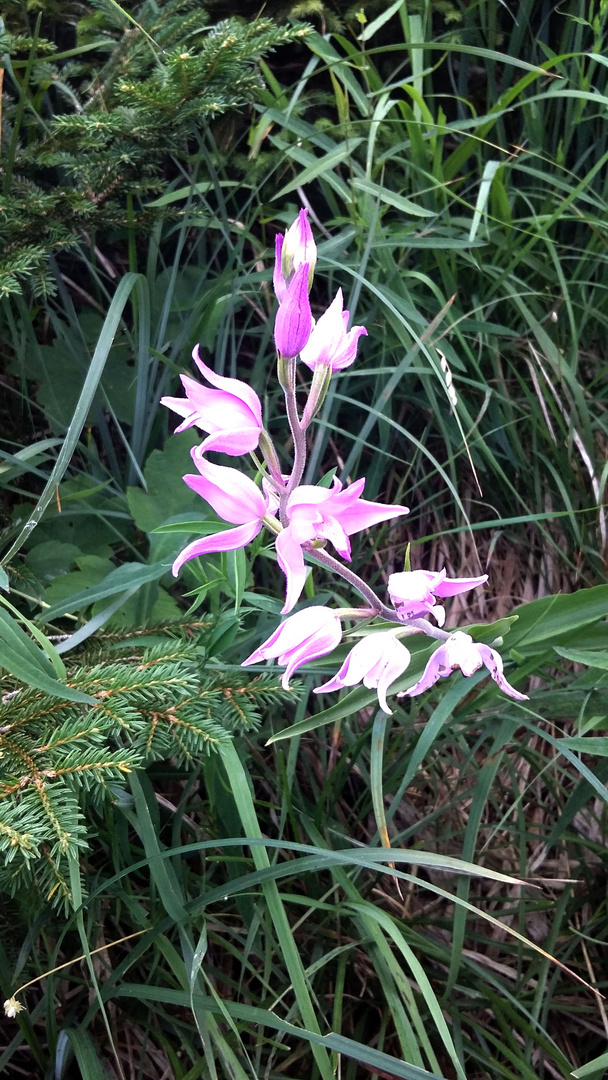 Atterseer Schoberstein Orchidee am Wegrand