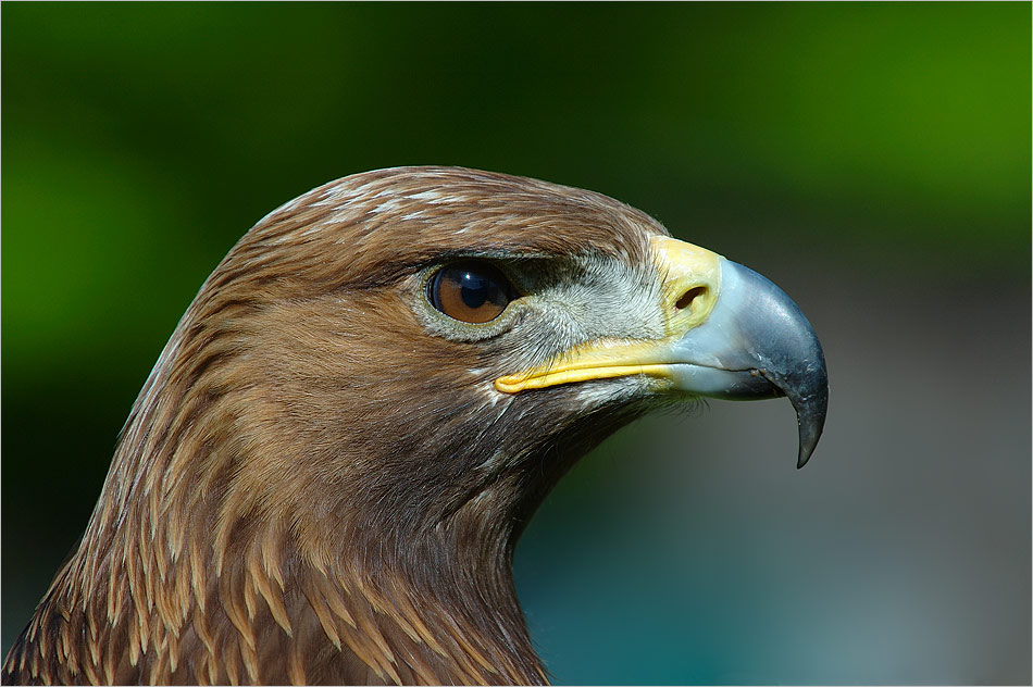 Attila :: Ein Adler aus Klein-Auheim