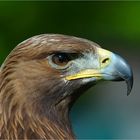 Attila :: Ein Adler aus Klein-Auheim