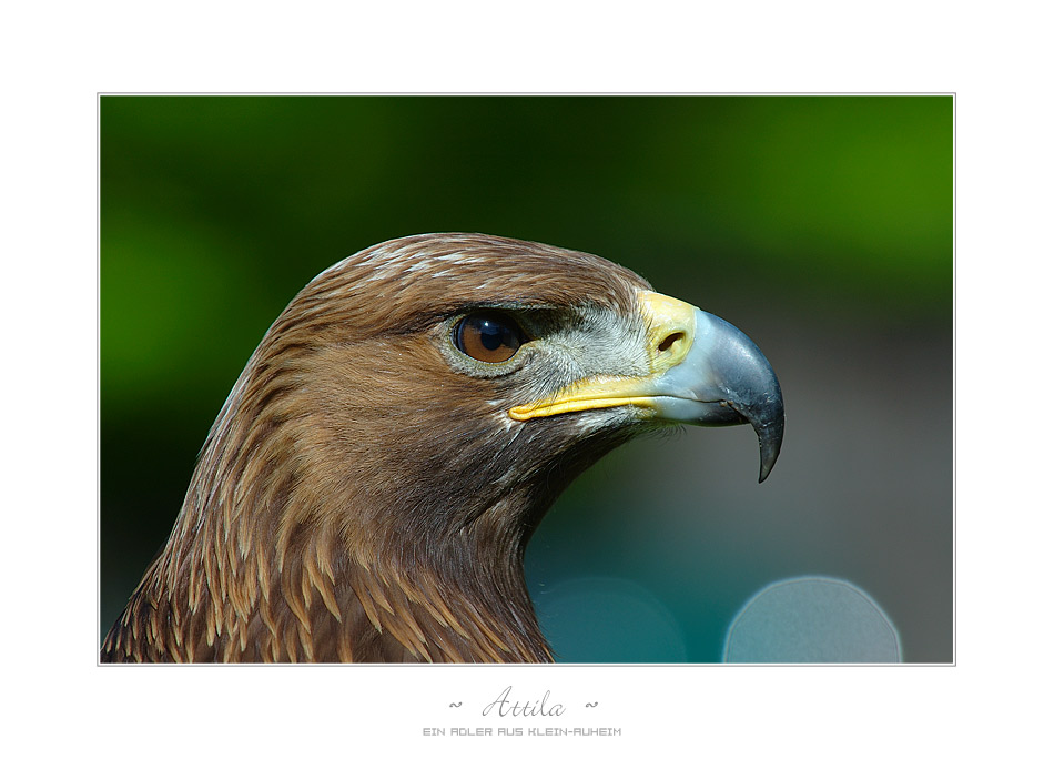 Attila :: Ein Adler aus Klein-Auheim