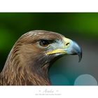 Attila :: Ein Adler aus Klein-Auheim