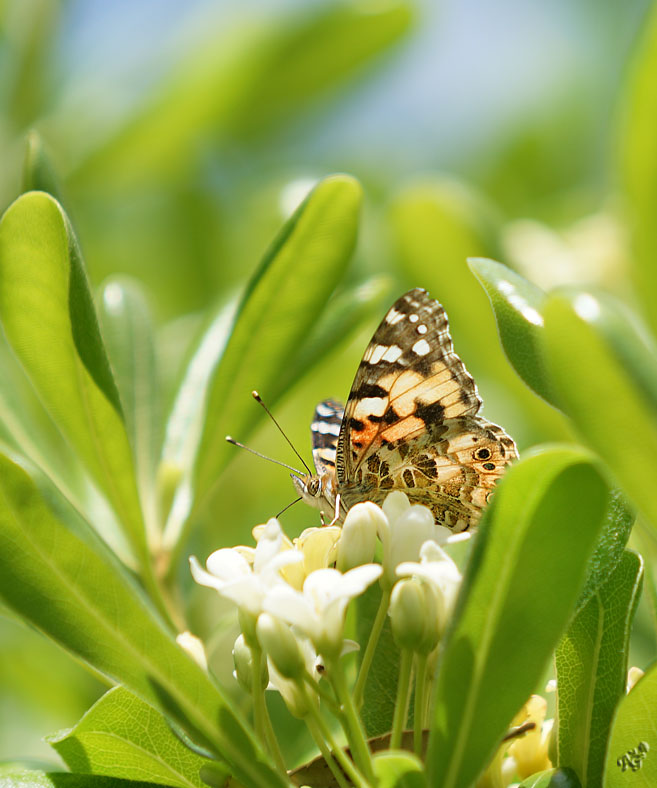 Attirée par le parfum.... la Belle Dame au jardin