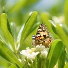 Attirée par le parfum.... la Belle Dame au jardin