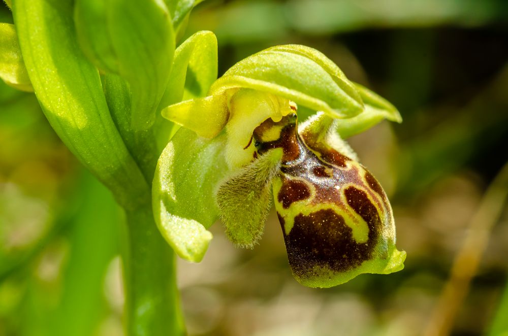 Attische Ragwurz (Ophrys attica)