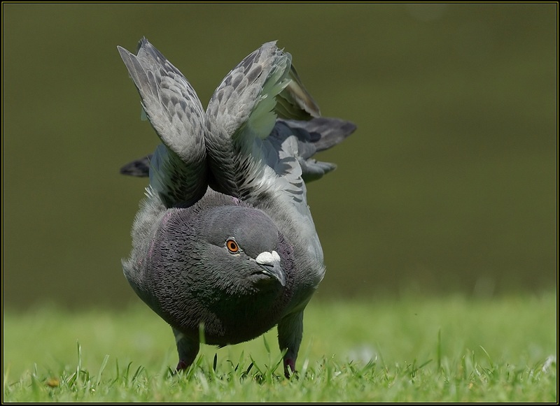 Attitude de pigeon