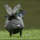 Attitude de pigeon