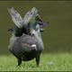 Attitude de pigeon