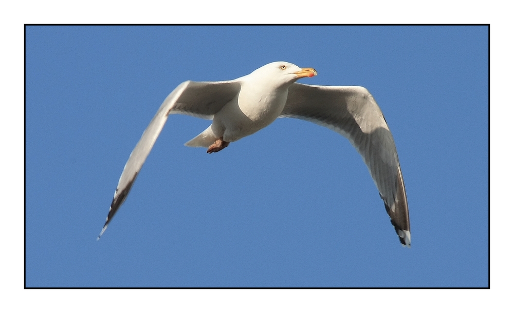 " Attitude de vol d'une mouette "