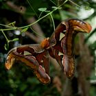 Attlasspinner (Attacus atlas)