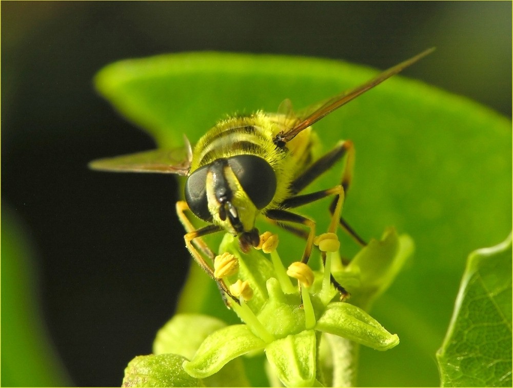 Attraktive Hedera