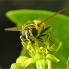 Attraktive Hedera