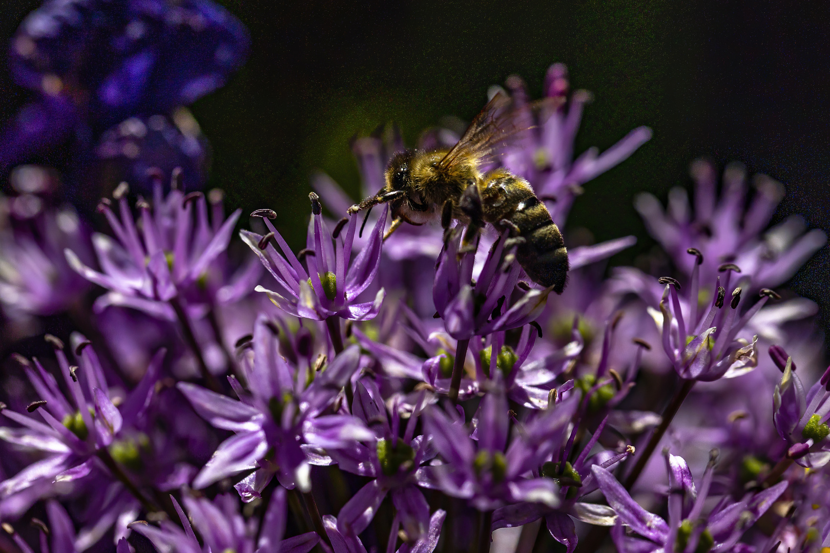 attraktives Allium